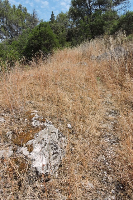 A section of Garrigue